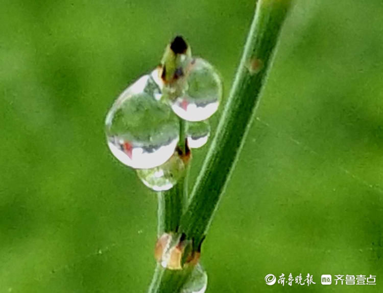 一闪一闪亮晶晶！清晨接骨草挂满露珠，别有一景|情报站| 壹粉