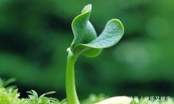 食物|夏季降血脂离不开这些食物,每天吃一点,给身体来一次大清洗!