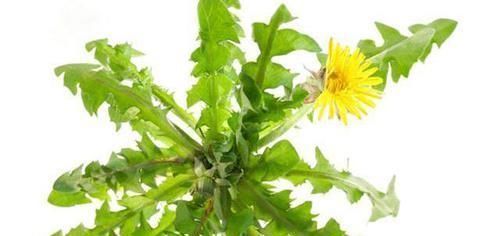 结节|有甲状腺结节,4物快拉入黑名单,常喝天然散结水,结节或消得快