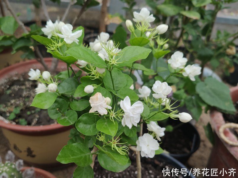 还在为茉莉花不开花发愁吗？别着急，按照步骤做好，必然满头花苞