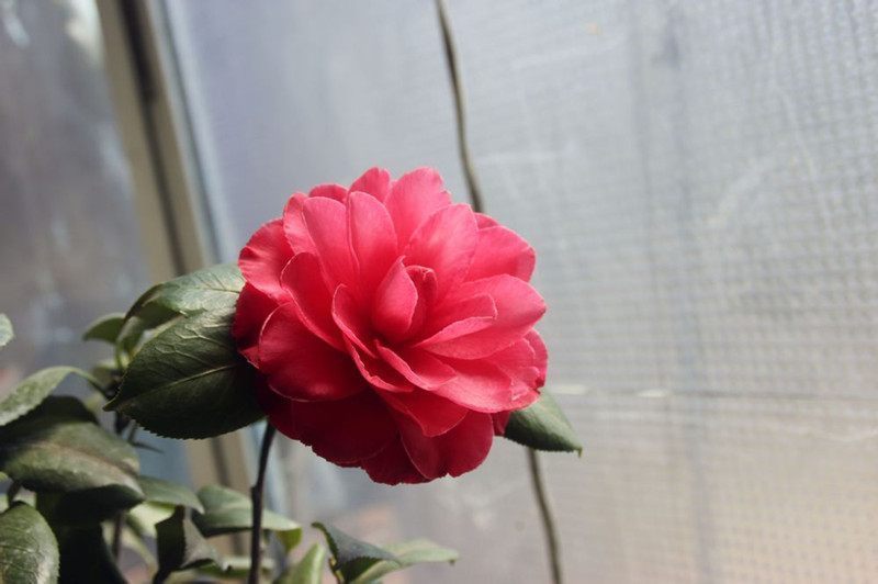 百花之首,不逊于玫瑰的中国茶花,比假花还要美