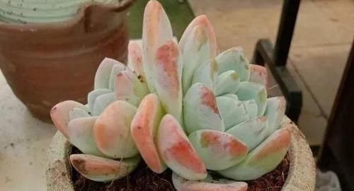 二九寒天，养多肉，想保命就得做到这“3多1少”