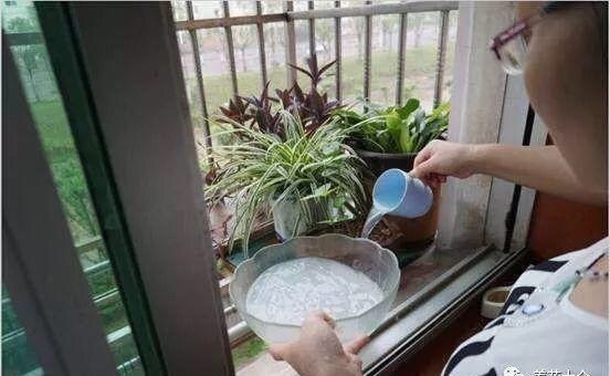 三伏天养花,6个“坏毛病”戒掉,植物安全度夏,越长越旺盛