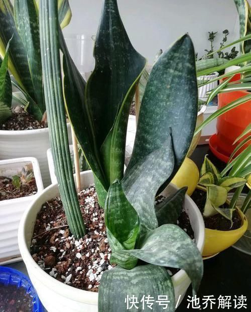 十种防辐射的绿植,装点家居好帮手,还能净化空气防辐射