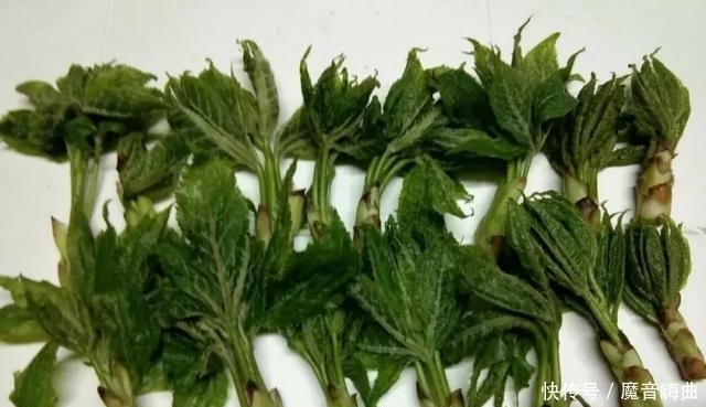 饭桌上不常见的野菜,吃过的人是少数,农村人才认识!