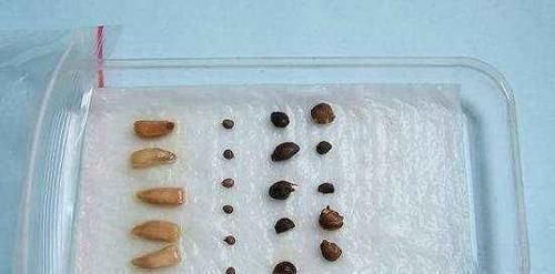 家里常用的卫生纸，拿来养花原来有这奇效，大白根窜的止不住