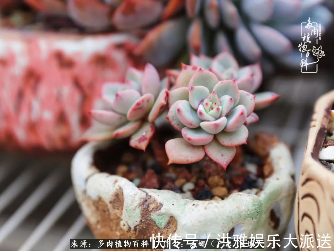 橙梦露|笼子里露养的多肉，越养越美！有多肉的日子伴着小确幸！