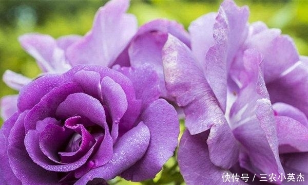 品种|最珍贵七彩玫瑰花品种图片大全!