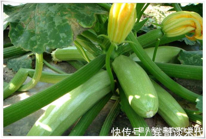 西葫芦|此物的“含钙量”极高,是老人小孩的最爱,多吃身体越来越健康!