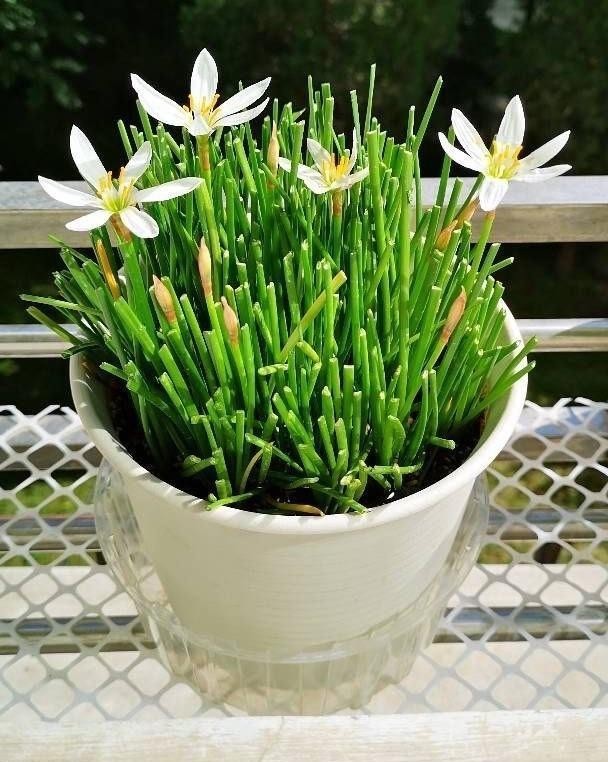 开花|葱兰怎么养才能开花更多?剪一剪,一下开出几十朵花