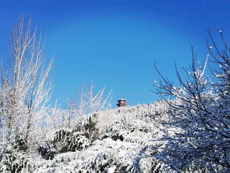 日照|下雪了！日照这些地方的雪景简直美得不像话