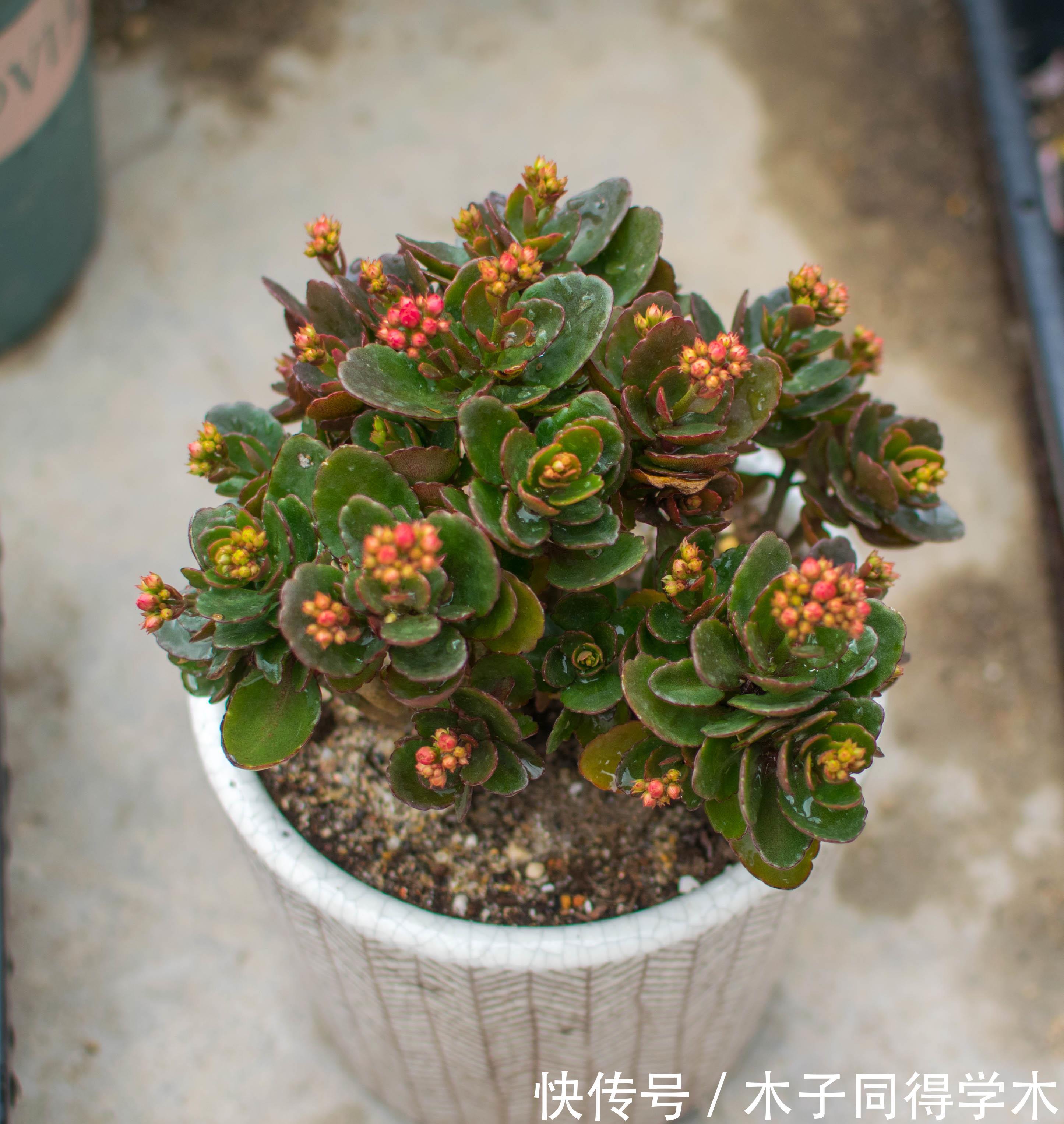 玛格丽特|养花试试这几款,八月不能随便修剪,轻则不开花,重则被剪死