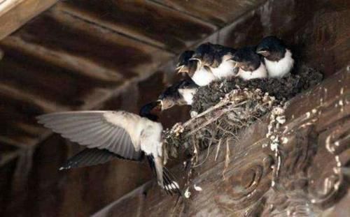 农村|农村屋檐下的燕子窝有“大用处”,别再傻傻扔掉,看完你会感谢我