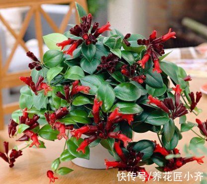 吊兰|4种高颜值吊兰，颜色丰富还好养，更适合新手去养