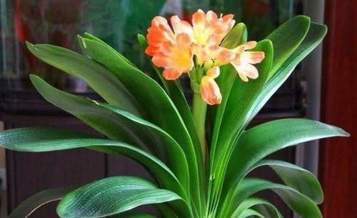 最厉害的养花营养液给君子兰喝一勺，叶片肥绿，秋凉早开花