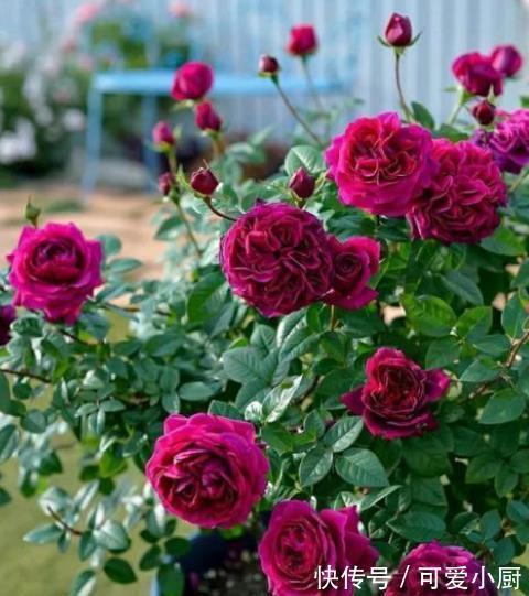 这些花12月要冬眠了,少浇水多晒晒更健壮,安全过冬来年爆盆