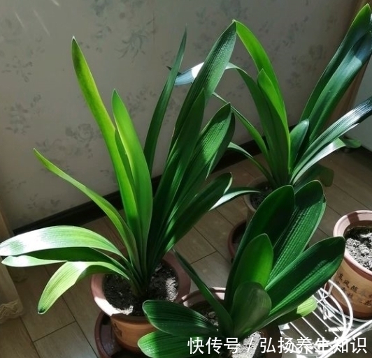 家中养君子兰,学会4个“方法”,叶片整齐油亮,棵棵开花大又艳