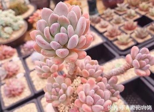 多肉中的7大美人,个个都千娇百媚,美极了!