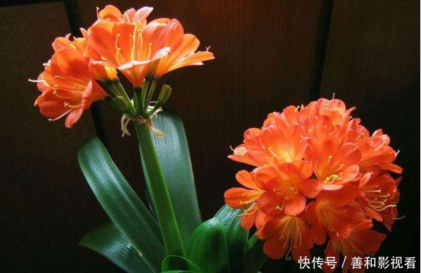 此花被称为“富贵之花”,象征美好,能给家庭带来富贵之气!