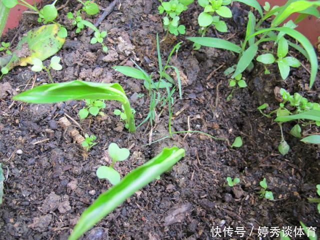 生姜切1刀丢盆里,7天发芽,半年变成“1桶姜”!