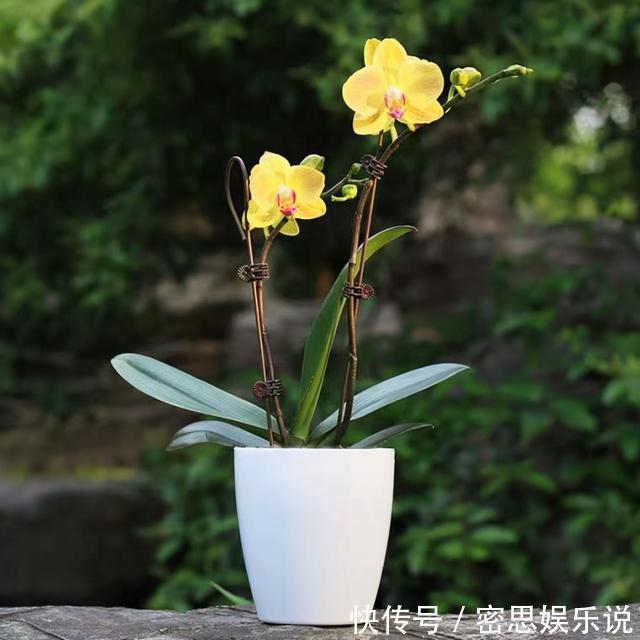 仙客来|被称为“夏必死”的8种花,我却喜欢买一些,因为能“省”不少钱