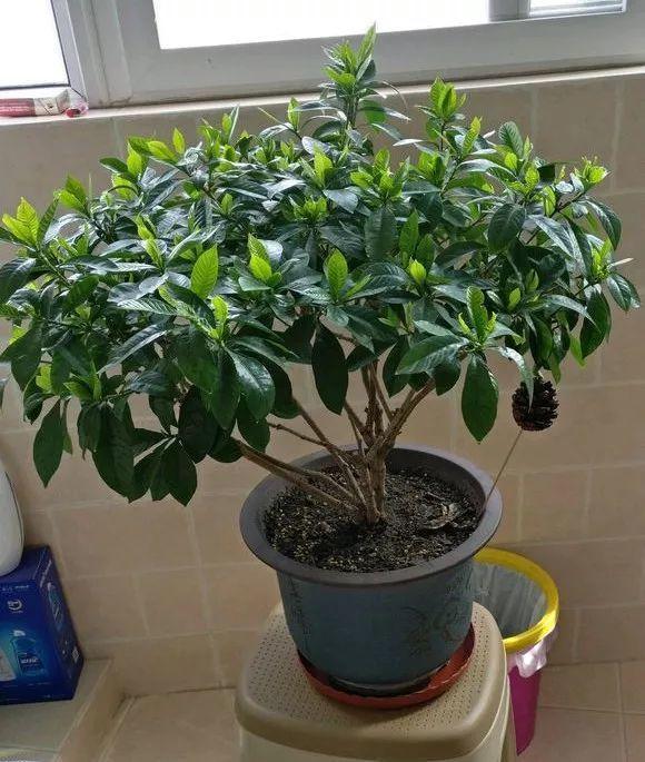 长寿月季花后赶紧剪一刀,剪完就开花,一直剪一直开!