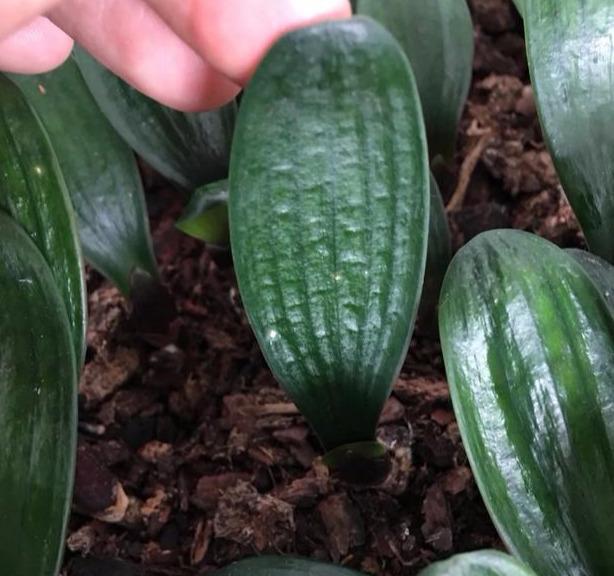 君子兰养不好几点做好了,叶纹深厚,每年都能开满花!