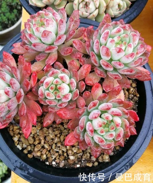 5种多肉“小老桩”,随便晒晒就上色,美的不可方物!