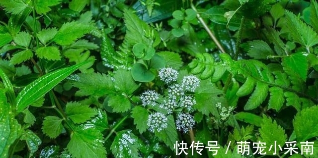 食用期长达5个月,却少有人去摘,如今正当季,炒腊肉是一绝!