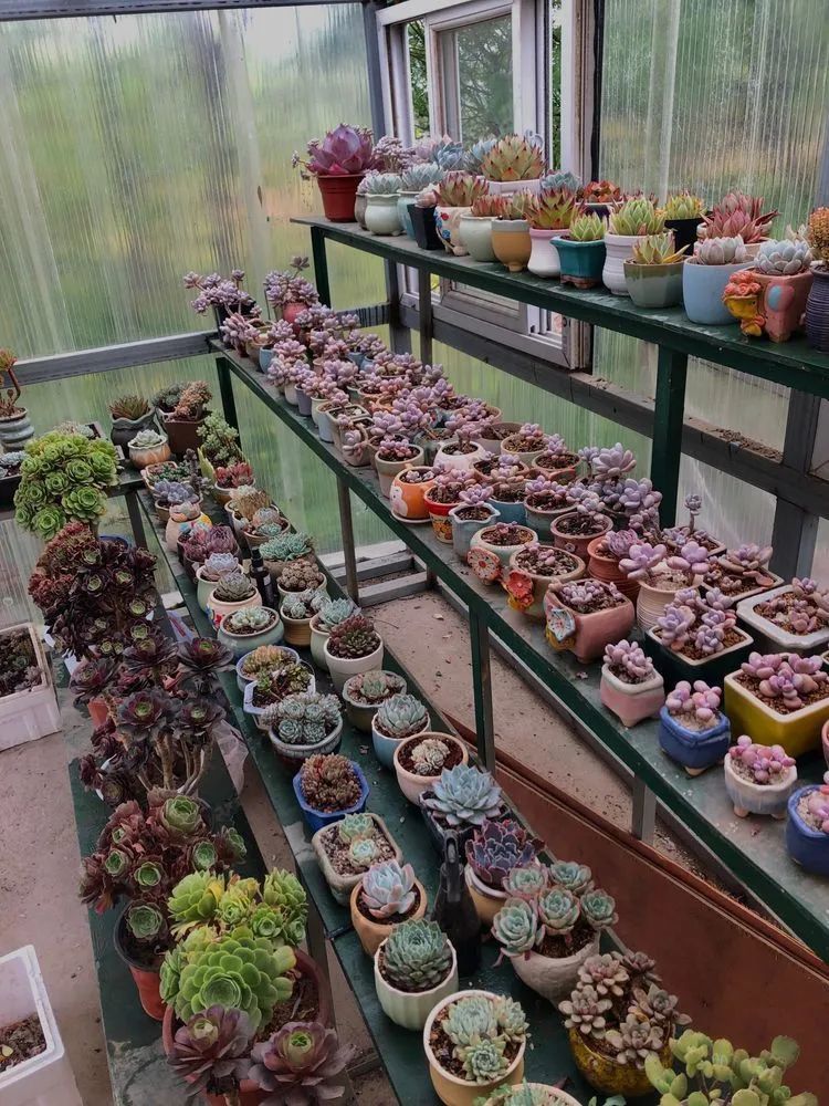 白月影|多肉小白三年励志对比养自己的花,爱自己的宇宙!