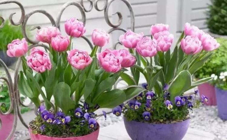 观赏价值|此4种花，四季开花不断，不仅花好看，名字也好听，人见人爱