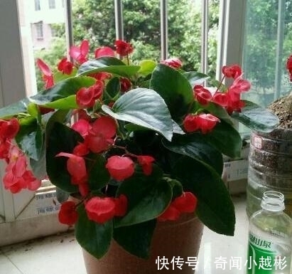 四季海棠|养盆这一种花,遇土就活,四季开花,种一盆,开一年,美过绿萝!