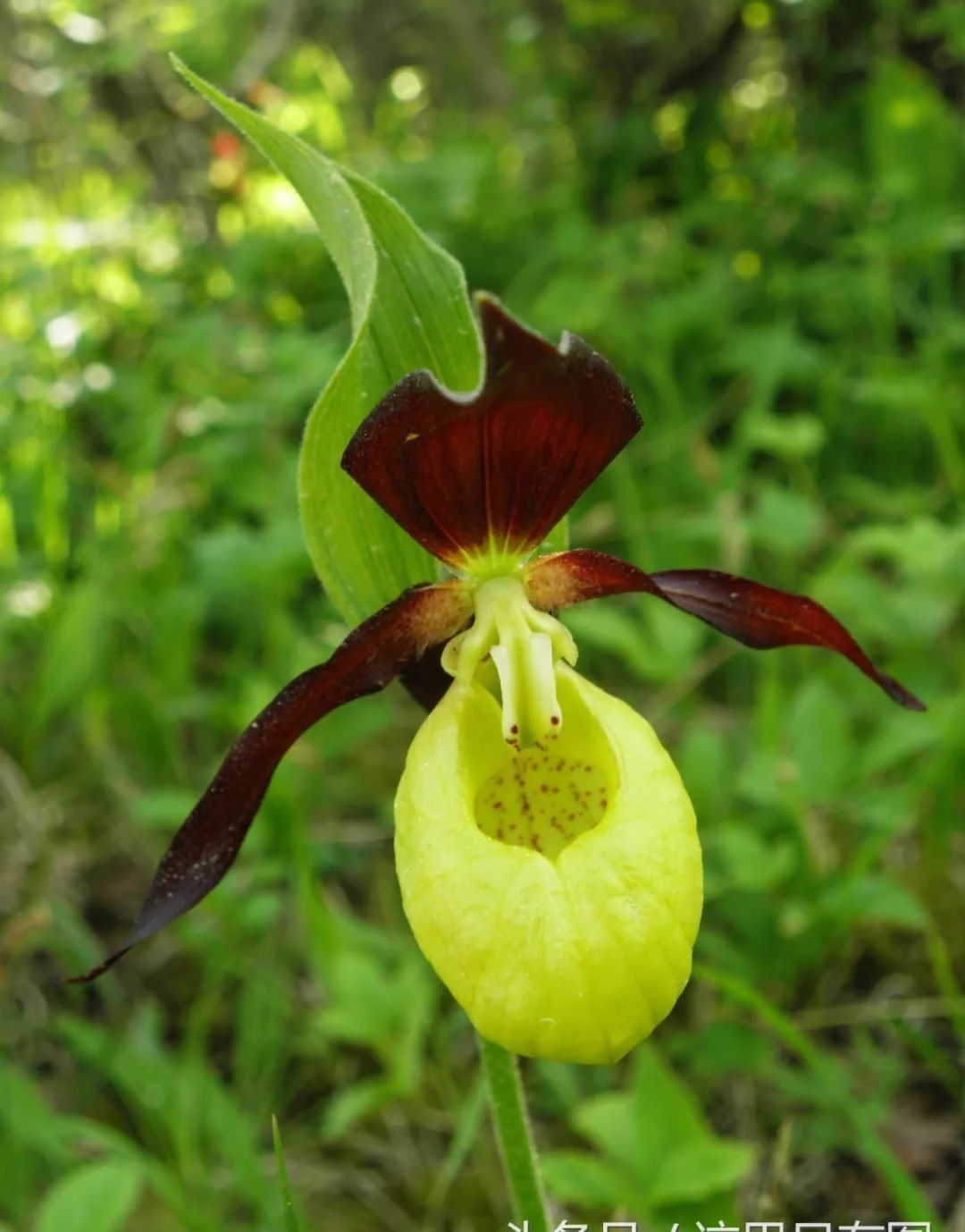 蓝眼菊|乡下拍到的照片,99的人没见过尤其是第7张绝了