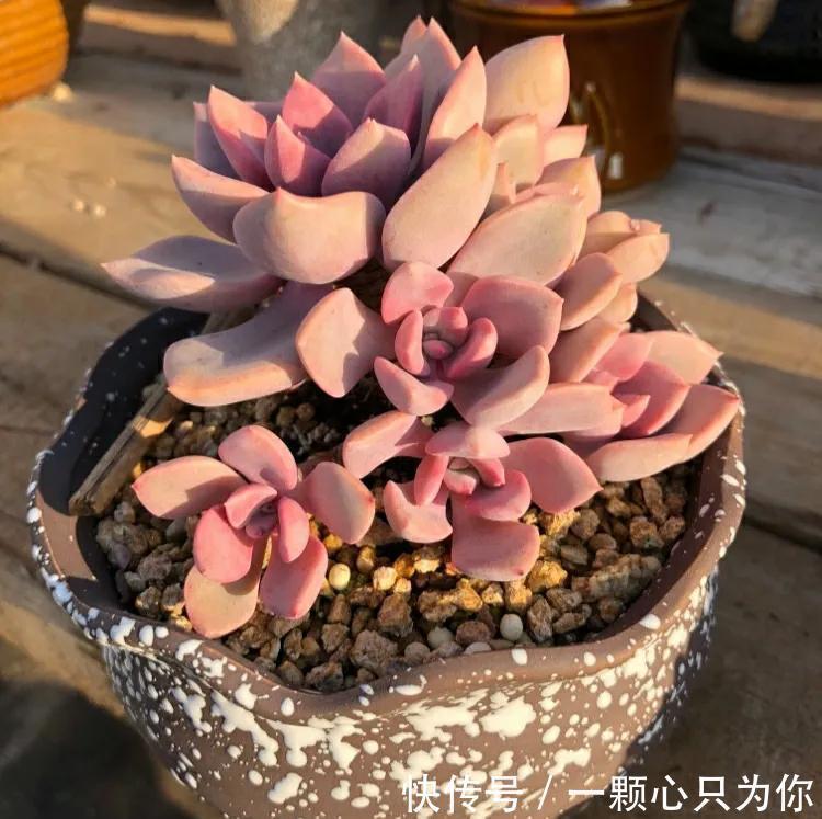 养多肉选黛比，全年保持紫红色，秋季繁殖很轻松，一盆变多盆