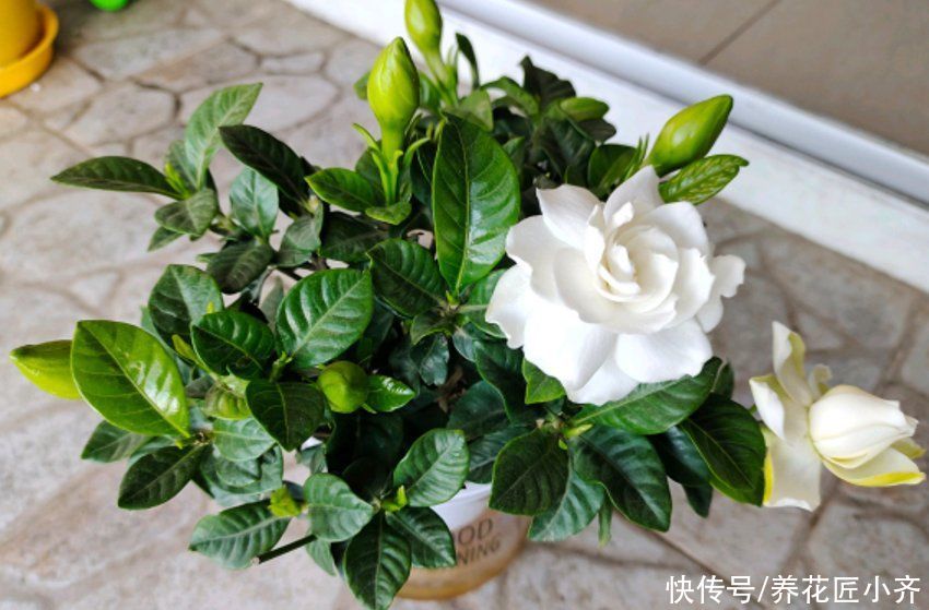 家庭|栀子花不适合家庭养?是你被“坑”了,它很好养,掌握技巧即可