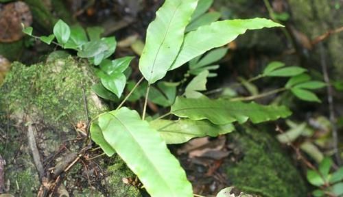 中年|人称“金汤匙”，根茎横着走，民间用处大，遇到别拔掉