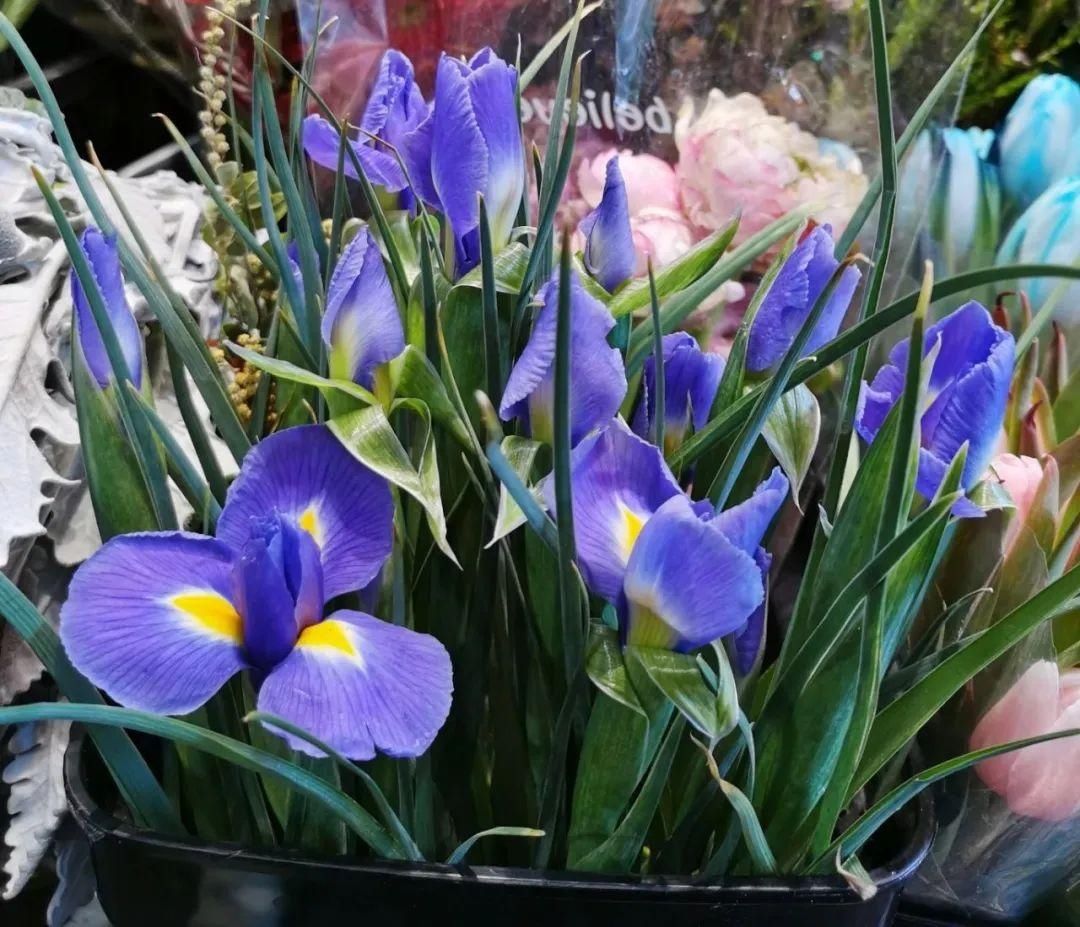 花市散发浓浓年味，这家店天天上新“应景”花！