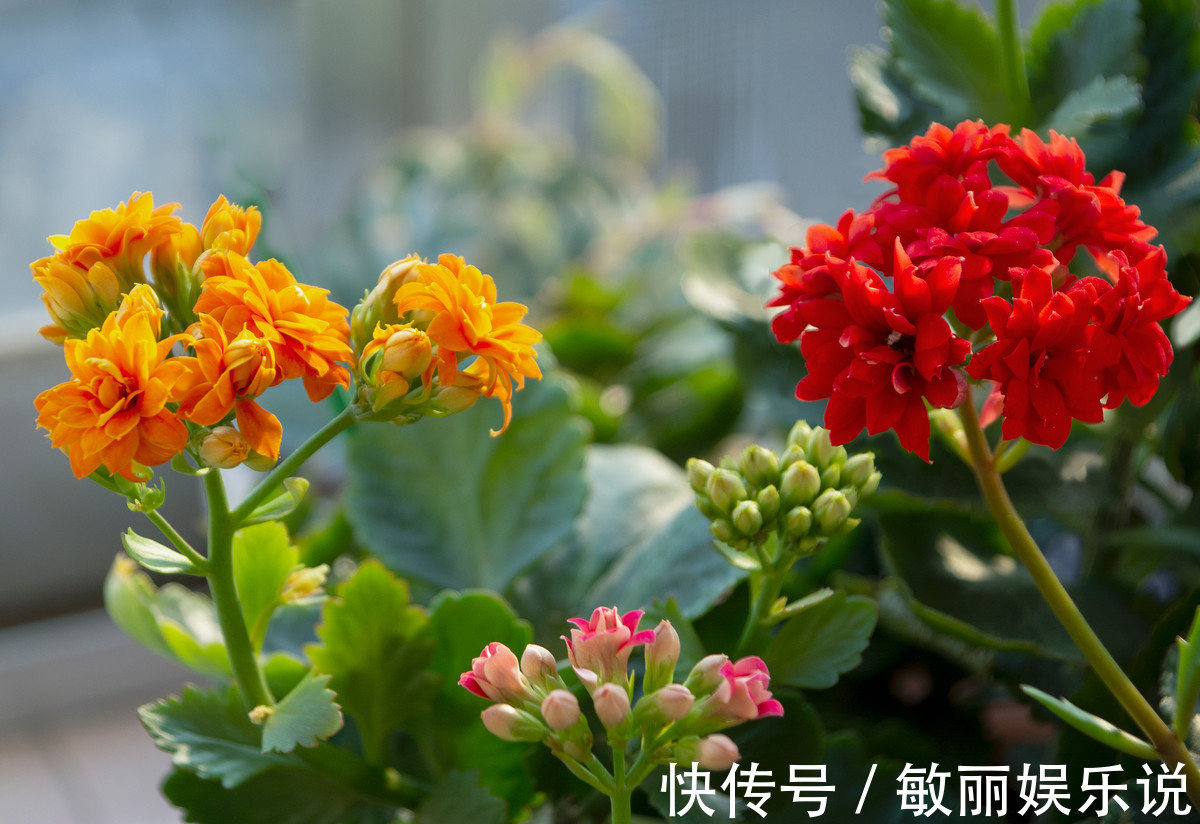 人养花,花亦养人,老祖宗的话不是没道理,室内要养“健康花”