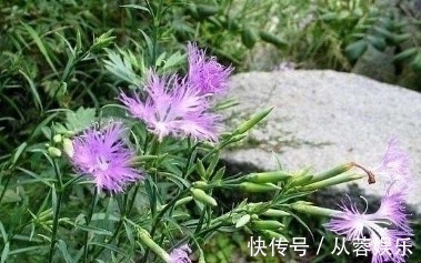 农村|农村此野草,有降血压、长毛发、养肾气,利尿通经的功效,认识吗