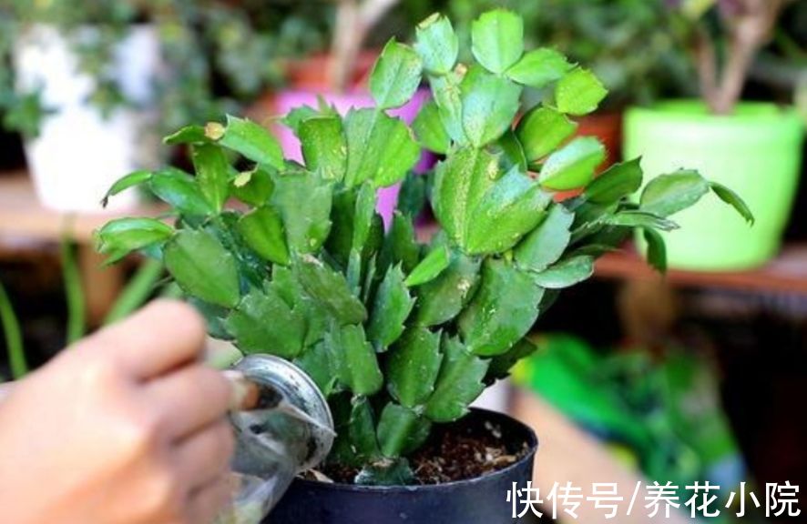 枝条|家里养4种花，秋天给它“剪一剪”，花苞长更多