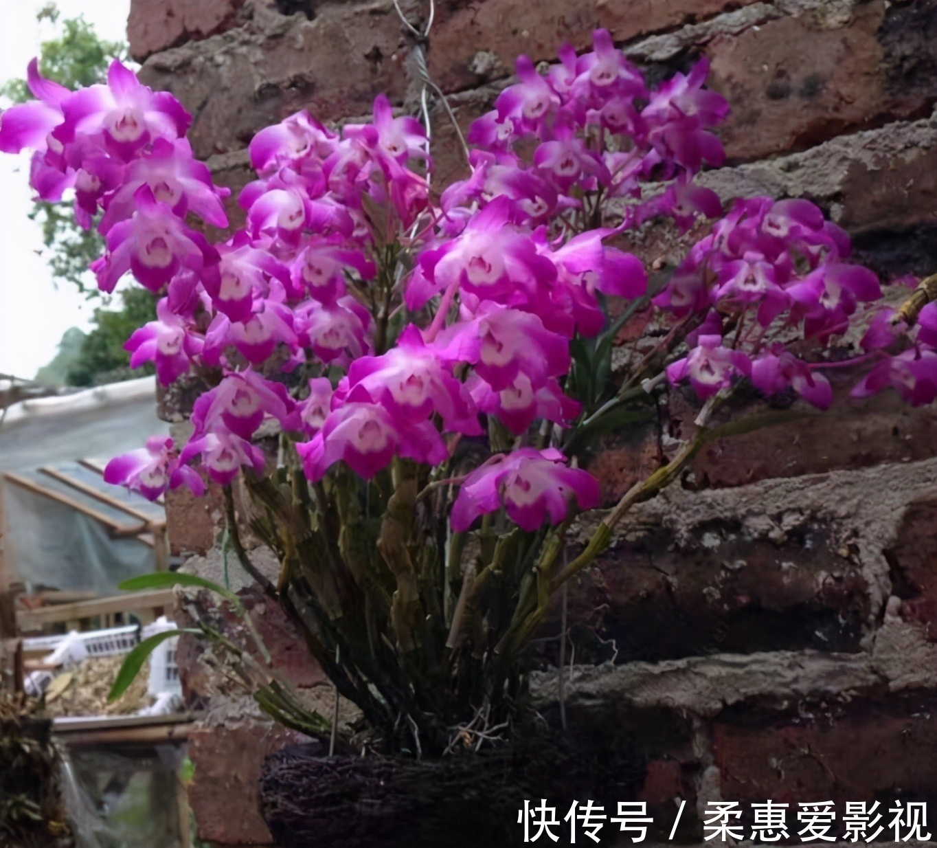 浇水不能有的4个“坏习惯”，新手赶紧改，否则土壤板结，易烂根