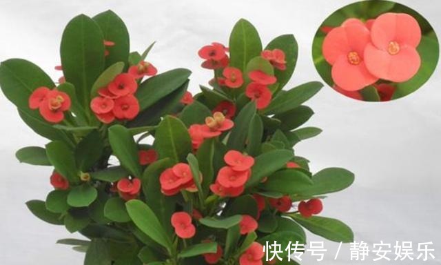 植物|几种花怎么晒都没事儿!超好养,赶紧入手一盆!