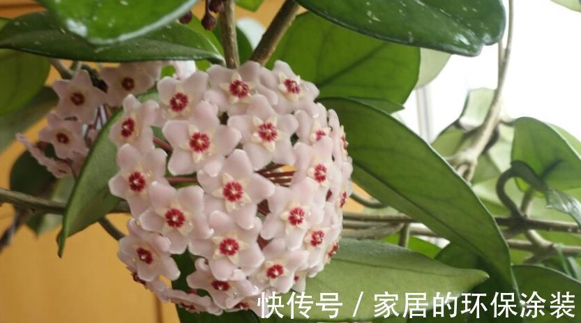 花土|没有院子,受限于盆栽就养情人球兰,照顾到3点,花期长、香味浓