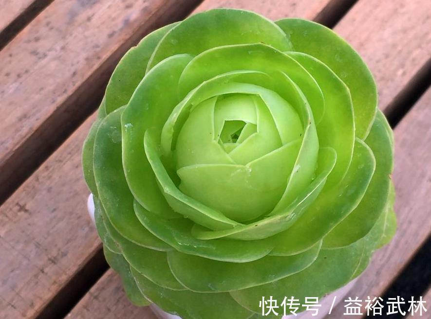 山地玫瑰|此款多肉叶子像玫瑰花，高贵漂亮，满足5点养成老桩，格外讨喜