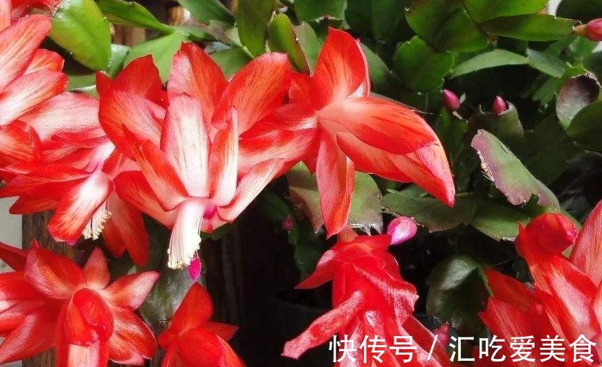 厨房里的1种粉末,兑水来浇花,轻松搞定养花常见的4大问题