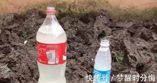 养花肥料|缺少养花肥料?没事,有了它们,盆栽再不会营养不良掉叶子了