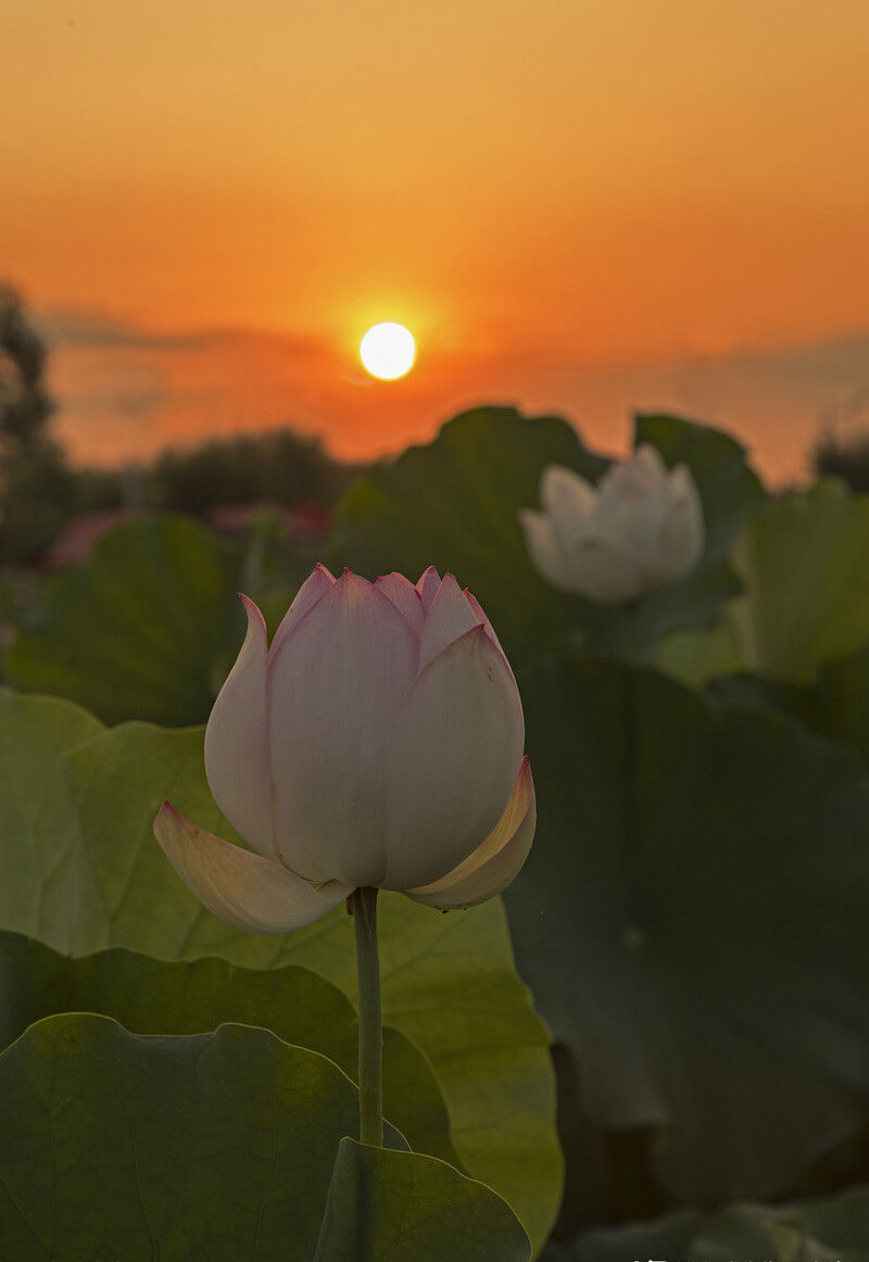 匈奴单于|王莽篡汉：干了许多蠢事，破坏汉匈关系，西汉雄风不再