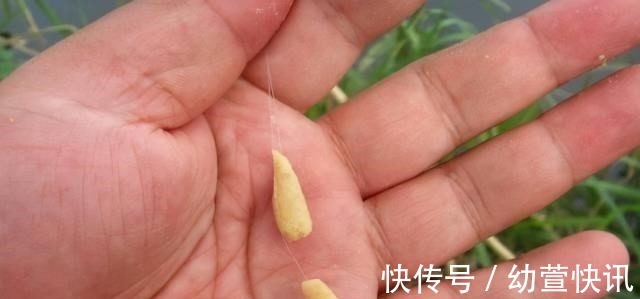 浅谈双钩的饵料搭配,科学搭配可提高钓鱼效率