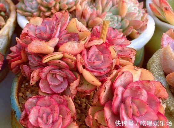 肉肉|这个季节的多肉,养来养去,还是要露养才会美起来!