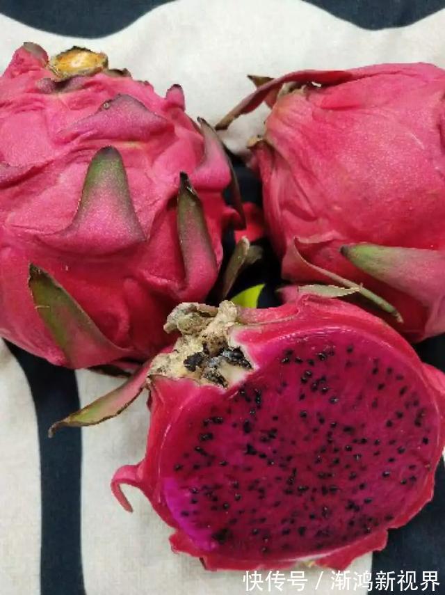 多汁|育火龙果热潮又来了,盆越浅,水越少,长越快,开花结果越多!